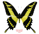 Heraclides thoas (Peru) A-